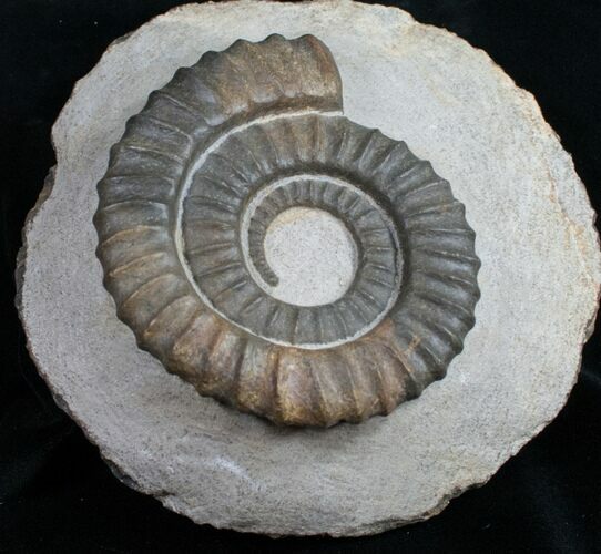 Anetoceras Ammonite From Morocco #10880